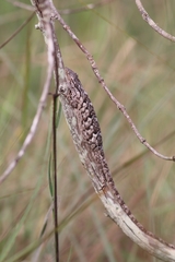 Polychrus acutirostris