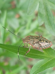 Pentatomidae