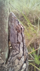 Polychrus acutirostris