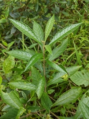 Solanum asperum