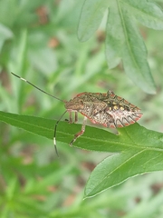 Pentatomidae