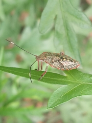 Pentatomidae