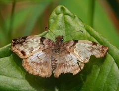 Mylon zephus