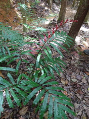 Blechnum subcordatum