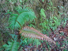 Blechnum subcordatum