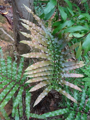 Blechnum subcordatum