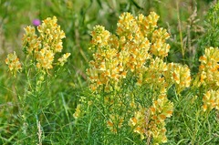 Linaria biebersteinii