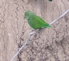 Brotogeris cyanoptera