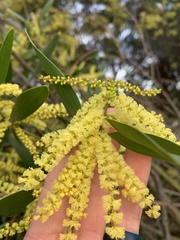 Acacia