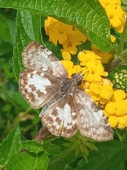 Chiomara asychis