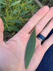 Acacia