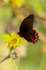 Parides montezuma