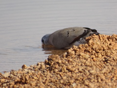 Turtur abyssinicus