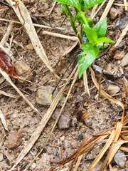 Allocnemis leucosticta