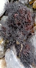 Furcellaria lumbricalis