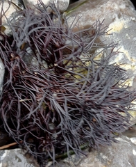 Furcellaria lumbricalis