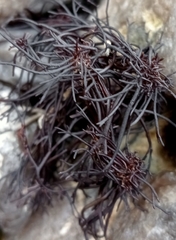 Furcellaria lumbricalis