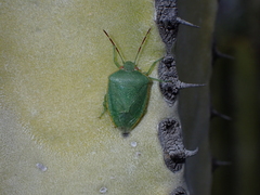 Acrosternum rubescens