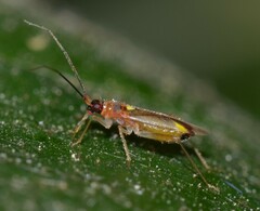 Campyloneura virgula