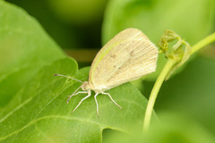 Eurema daira