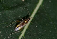Campyloneura virgula