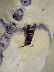 Ancistrocerus haematodes