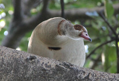 Alopochen aegyptiaca