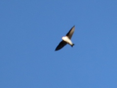 Hirundinidae