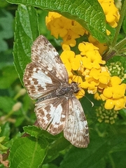 Chiomara asychis
