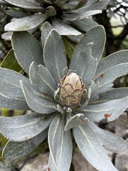 Protea roupelliae roupelliae