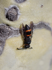Ancistrocerus haematodes