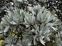 Protea roupelliae roupelliae