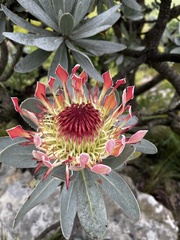 Protea roupelliae roupelliae