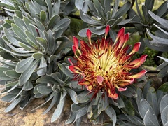 Protea roupelliae roupelliae