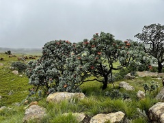 Protea roupelliae roupelliae