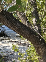 Laguncularia racemosa