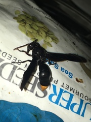 Synagris analis
