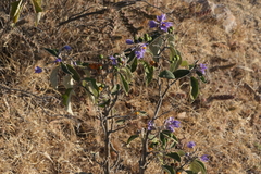 Solanum lanceolatum