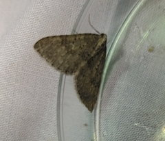 Colostygia multistrigaria