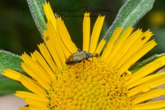 Plagiognathus arbustorum