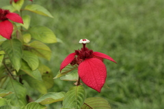 Mussaenda erythrophylla