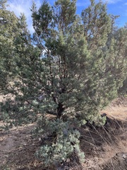 Cupressaceae