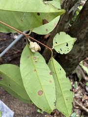 Eugenia atlantica