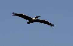 Pelecanus onocrotalus