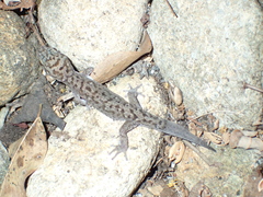 Dixonius siamensis