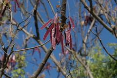 Leucaena esculenta