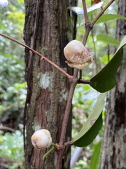 Eugenia atlantica