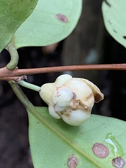 Eugenia atlantica