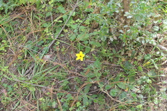 Bidens triplinervia