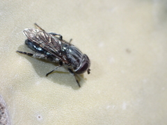 Eumerus latitarsis